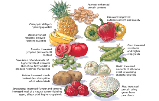 Genetically Modified Food Examples